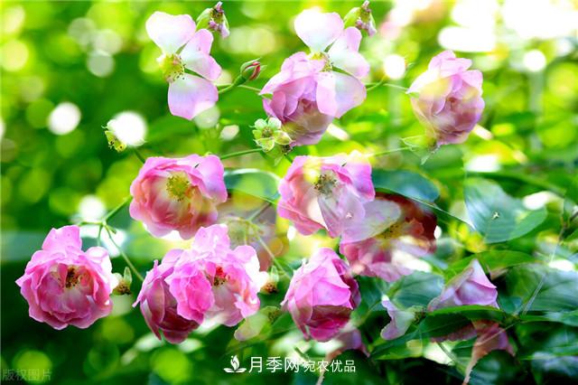 秋天種月季要注意四個問題，否則難養(yǎng)好(圖1)