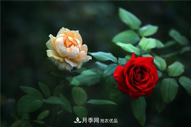 秋天種月季要注意四個問題，否則難養(yǎng)好(圖2)