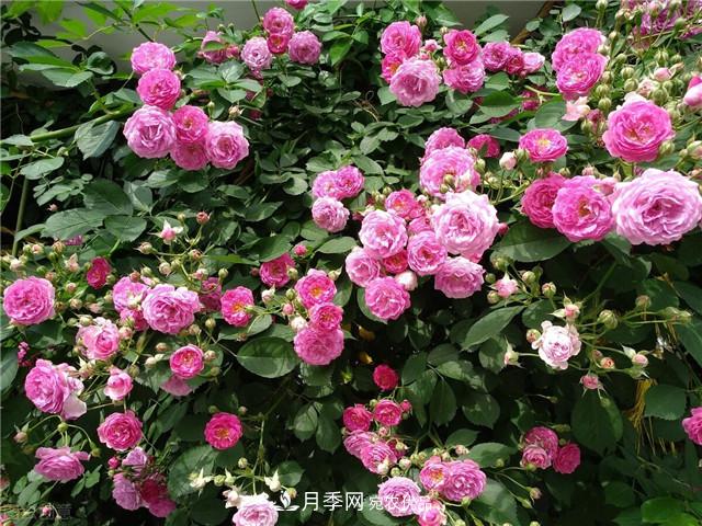 秋天種月季要注意四個問題，否則難養(yǎng)好(圖3)