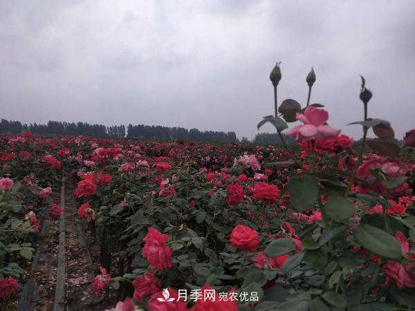 南陽(yáng)方城縣博望鎮(zhèn)：月季產(chǎn)業(yè)經(jīng)濟(jì)“撐破”農(nóng)民錢(qián)袋(圖2)