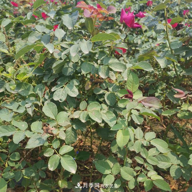 月季苗，月季花，品種齊全暢銷全國市花城市(圖1)
