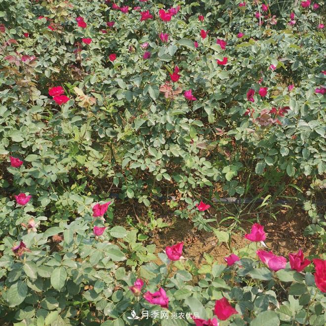 月季苗，月季花，品種齊全暢銷全國市花城市(圖2)