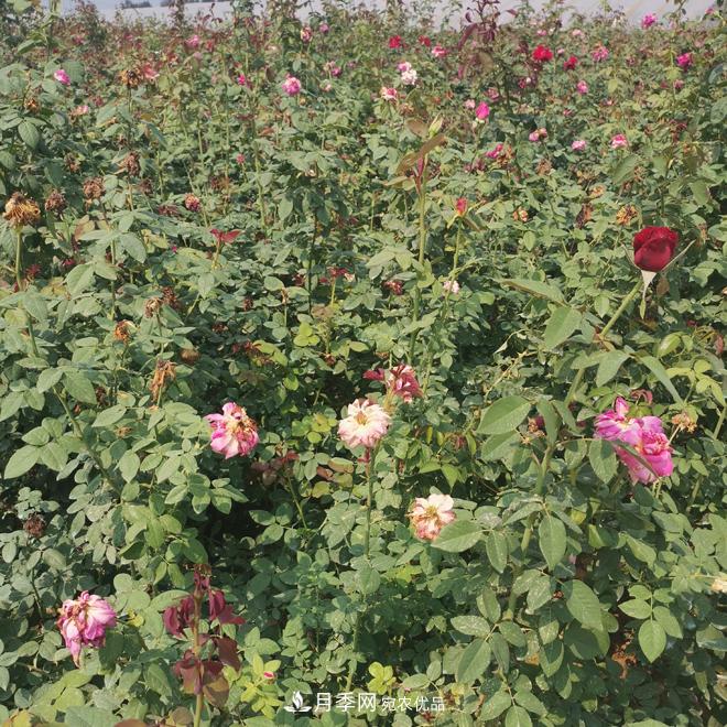 月季苗，月季花，品種齊全暢銷全國市花城市(圖3)