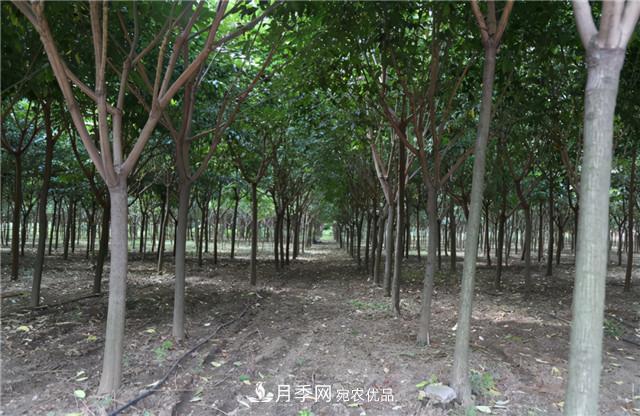 園林綠化設(shè)計(jì)中暴火的鄉(xiāng)土樹種櫸樹，是什么來頭？(圖1)