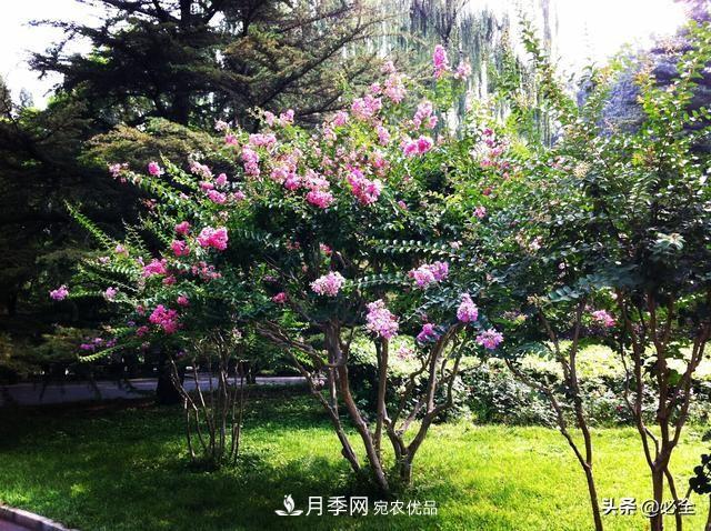 苗木市場已經(jīng)變了，法桐、國槐、欒樹、樸樹行情還行不行？(圖2)