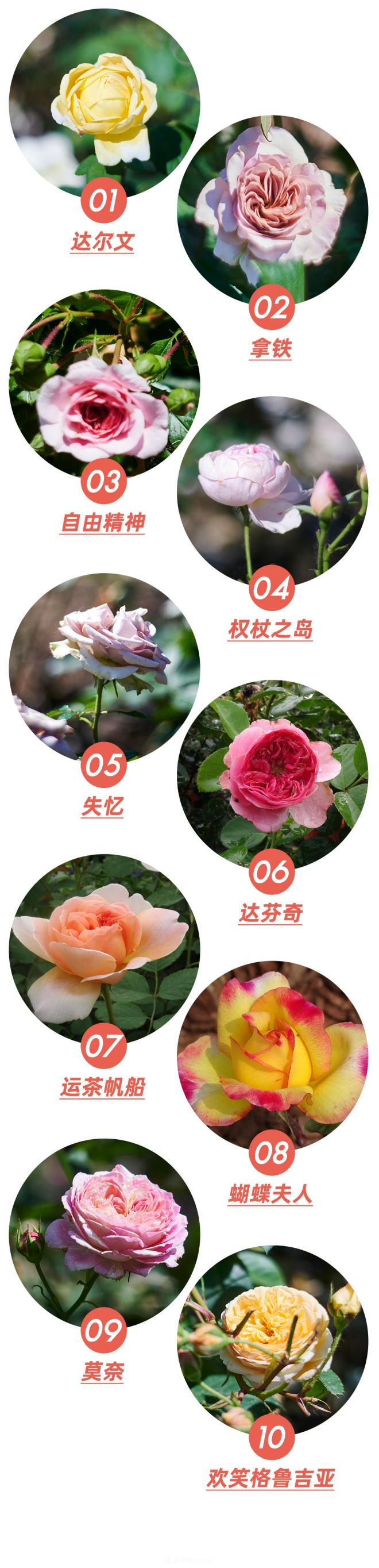 陳丹燕：不能旅行的日子，她開始與月季對話(圖5)