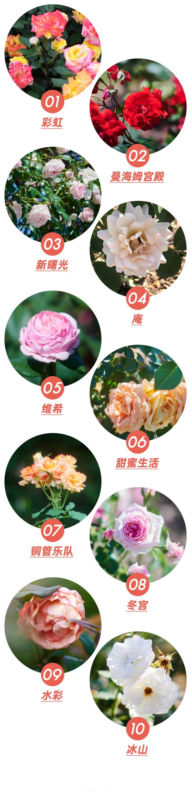 陳丹燕：不能旅行的日子，她開始與月季對話(圖9)