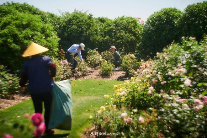 陳丹燕：不能旅行的日子，她開始與月季對話(圖12)