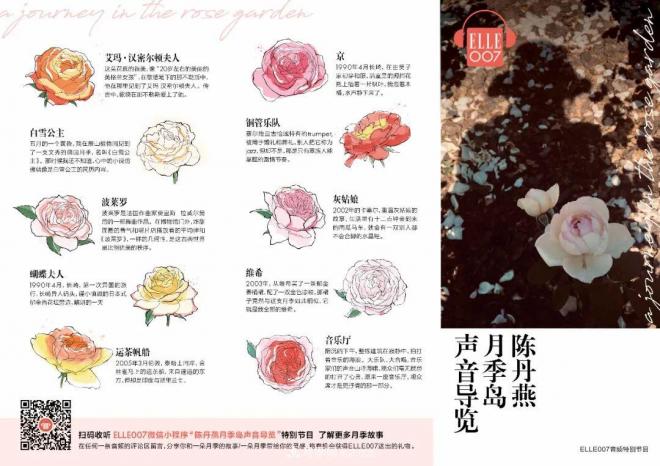 陳丹燕：不能旅行的日子，她開始與月季對話(圖14)