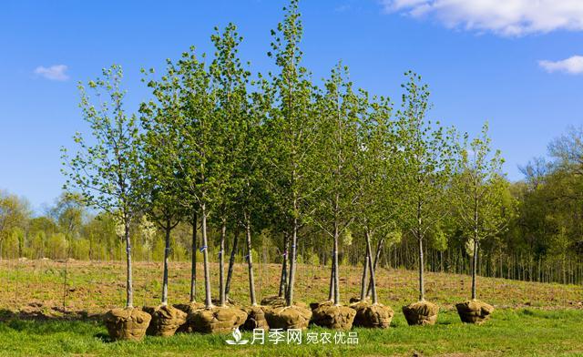 經(jīng)濟(jì)價值較高，適合在農(nóng)田種植的苗木有哪些？(圖1)