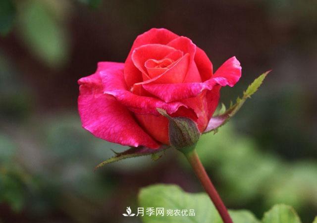 秋天的月季做好這幾點(diǎn)養(yǎng)護(hù)，花照樣盛開繼續(xù)美艷(圖1)