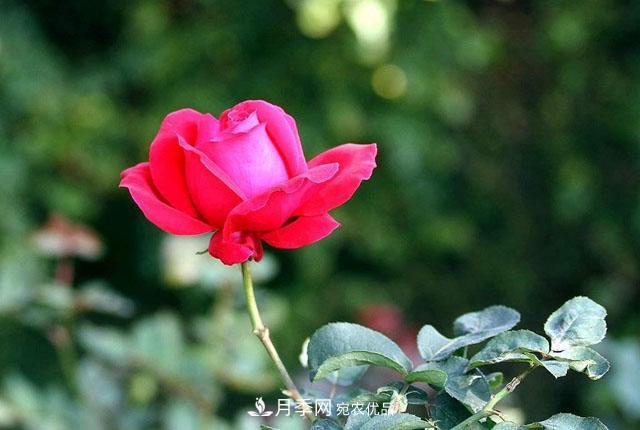 秋天的月季做好這幾點(diǎn)養(yǎng)護(hù)，花照樣盛開繼續(xù)美艷(圖2)