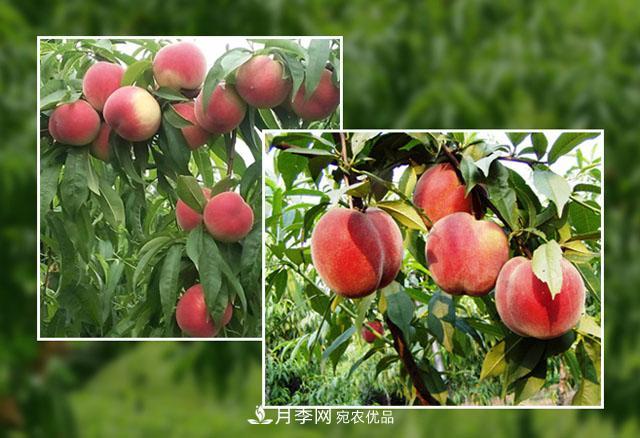 南陽陸營桃樹苗基地栽植易成活，好管理，季節(jié)選擇***重要！(圖1)