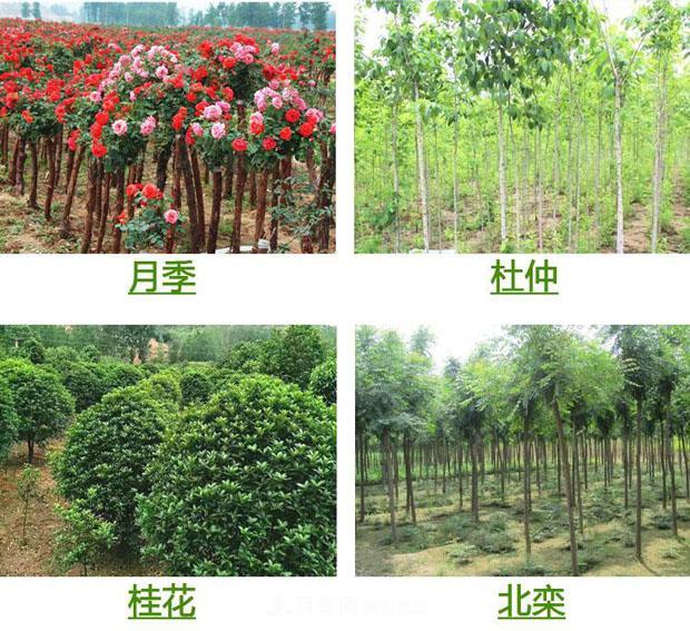 栽種小苗木，掌握4個(gè)技術(shù)要領(lǐng)，來年小樹定會(huì)順利開花結(jié)果(圖1)