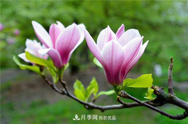 南陽玉蘭基地養(yǎng)殖辦法，植株枝繁葉茂開花多(圖1)
