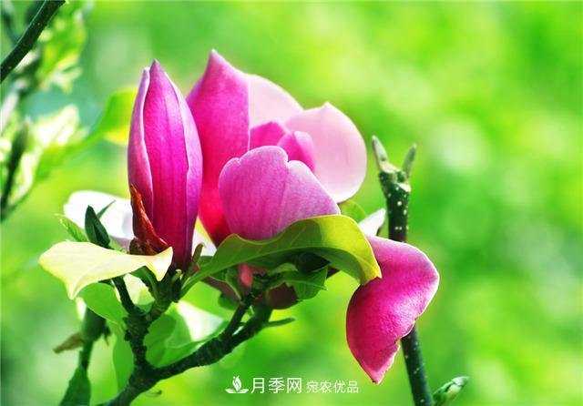 玉蘭花的花語、傳說、栽培記述與歷史文化(圖1)