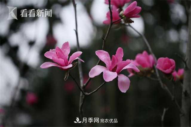 上海植物園首現(xiàn)***紅***純的玉蘭新品種(圖2)
