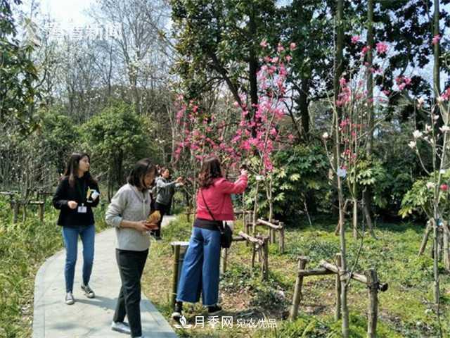上海植物園首現(xiàn)***紅***純的玉蘭新品種(圖1)