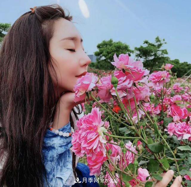 中國抖起來國慶網(wǎng)紅打卡地！蘇州月季花海等你來……(圖1)