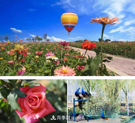 中國抖起來國慶網(wǎng)紅打卡地！蘇州月季花海等你來……(圖2)
