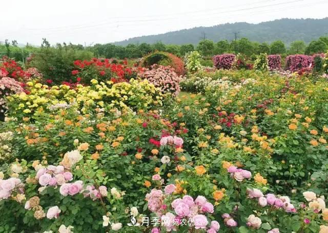 中國抖起來國慶網(wǎng)紅打卡地！蘇州月季花海等你來……(圖4)