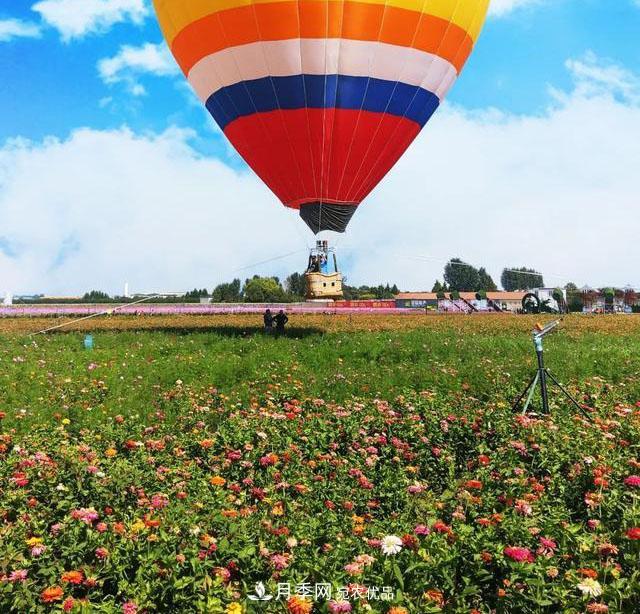中國抖起來國慶網(wǎng)紅打卡地！蘇州月季花海等你來……(圖3)