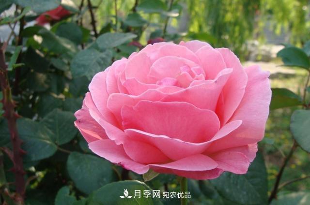 國慶長期不會養(yǎng)護月季？看這里(圖1)