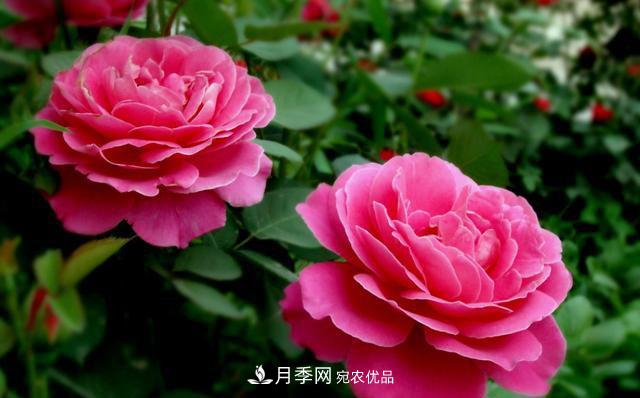 國慶長期不會養(yǎng)護月季？看這里(圖2)