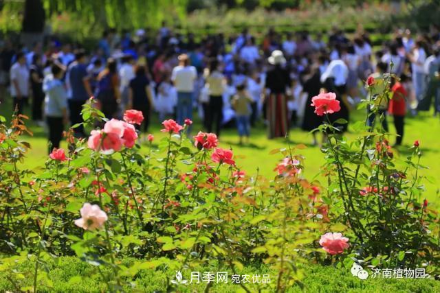 金秋花兒姹紫紅，山東濟南植物園萬株月季與您“約會”佳節(jié)(圖2)