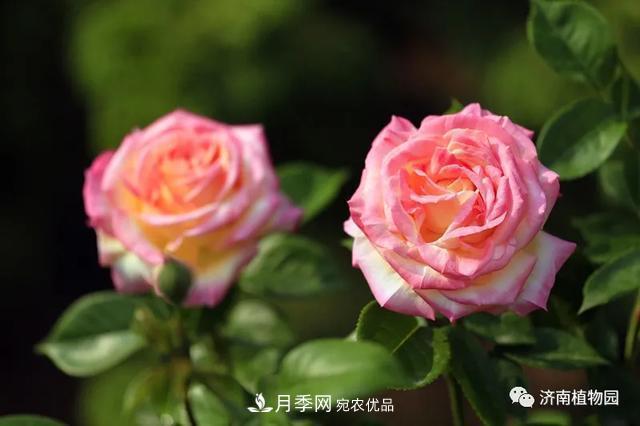 金秋花兒姹紫紅，山東濟南植物園萬株月季與您“約會”佳節(jié)(圖3)