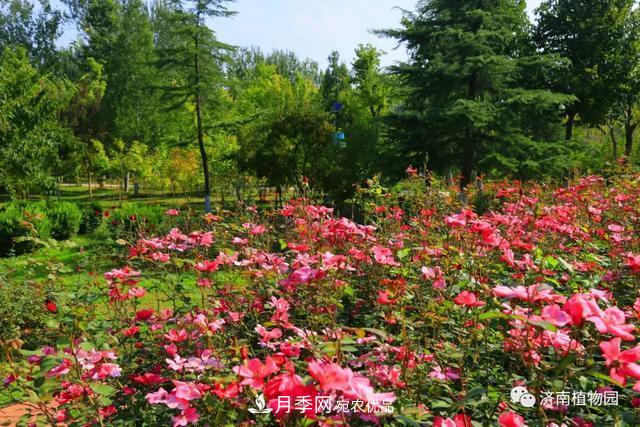 金秋花兒姹紫紅，山東濟南植物園萬株月季與您“約會”佳節(jié)(圖5)