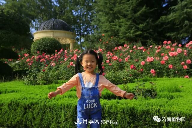 金秋花兒姹紫紅，山東濟南植物園萬株月季與您“約會”佳節(jié)(圖6)