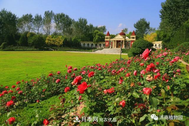 金秋花兒姹紫紅，山東濟南植物園萬株月季與您“約會”佳節(jié)(圖4)