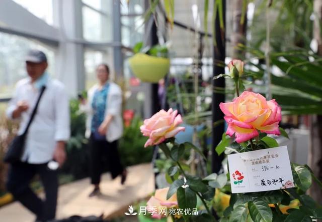 月季產業(yè)國家創(chuàng)新聯(lián)盟成立大會在安徽阜陽召開(圖4)