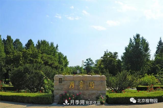 北京植物園月季花海進(jìn)入盛花期，國慶觀賞正當(dāng)時(shí)(圖1)