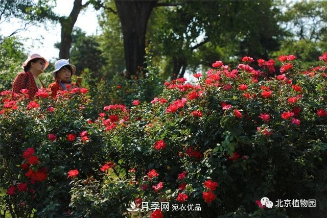 北京植物園月季花海進(jìn)入盛花期，國慶觀賞正當(dāng)時(shí)(圖2)
