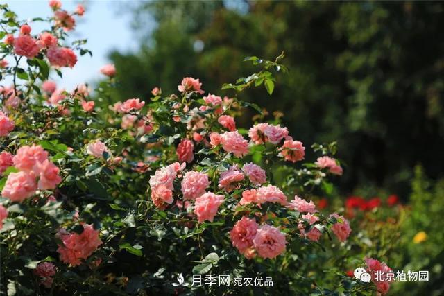 北京植物園月季花海進(jìn)入盛花期，國慶觀賞正當(dāng)時(shí)(圖3)