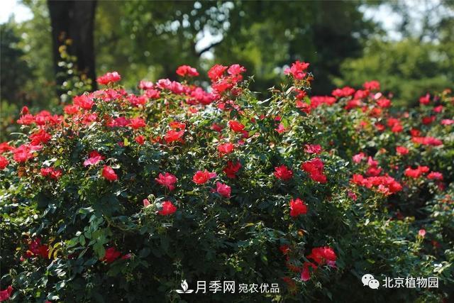 北京植物園月季花海進(jìn)入盛花期，國慶觀賞正當(dāng)時(shí)(圖4)