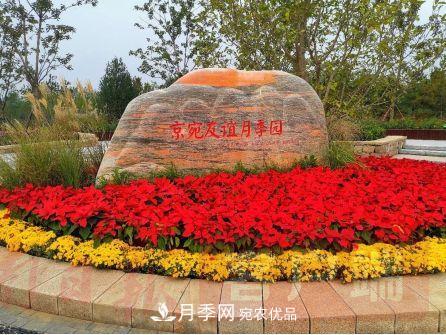 紀念南水北調南陽深厚友誼，北京京宛友誼月季園開園(圖1)