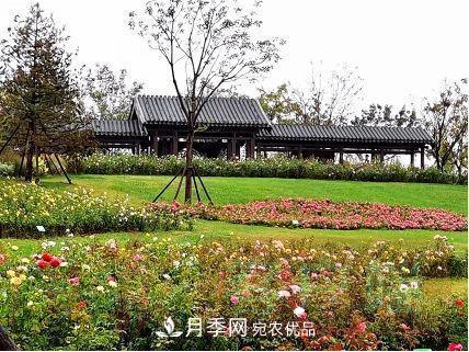 紀念南水北調南陽深厚友誼，北京京宛友誼月季園開園(圖3)