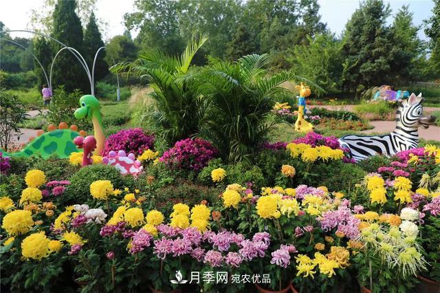 北京植物園第28屆市花展開幕，菊花月季是主角(圖1)