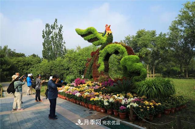 北京植物園第28屆市花展開幕，菊花月季是主角(圖3)