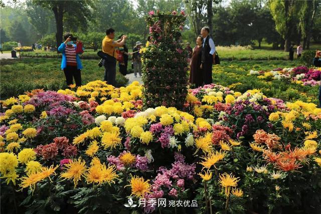 北京植物園第28屆市花展開幕，菊花月季是主角(圖4)