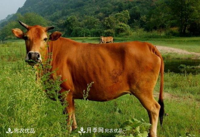 南陽(yáng)特產(chǎn)：南陽(yáng)黃牛(圖1)
