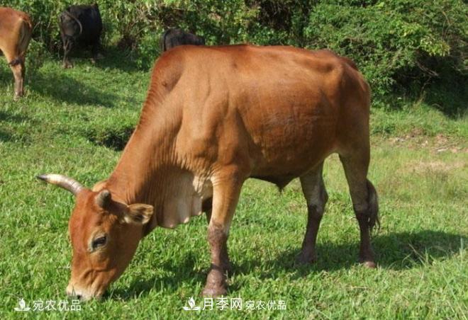 南陽(yáng)特產(chǎn)：南陽(yáng)黃牛(圖2)