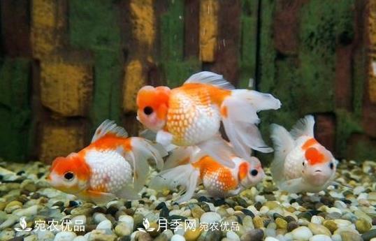 南陽鎮(zhèn)平：中國金魚之鄉(xiāng)，中國錦鯉之鄉(xiāng)的觀賞魚養(yǎng)殖產(chǎn)業(yè)(圖1)