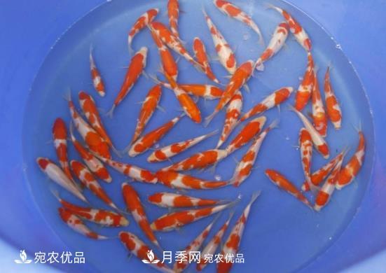 南陽鎮(zhèn)平：中國金魚之鄉(xiāng)，中國錦鯉之鄉(xiāng)的觀賞魚養(yǎng)殖產(chǎn)業(yè)(圖3)