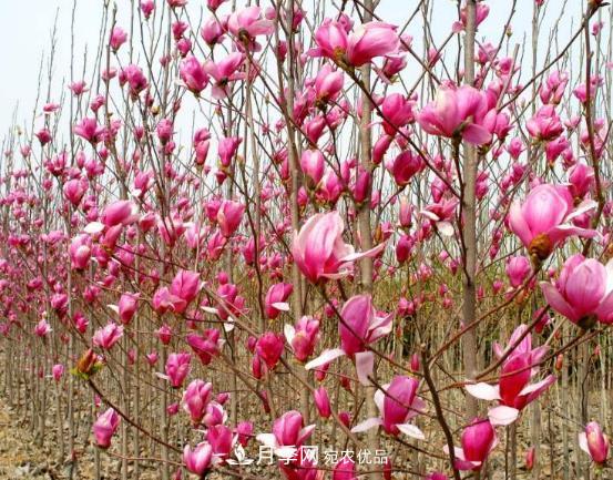 南陽(yáng)市創(chuàng)建中藥材種植示范基地(圖1)