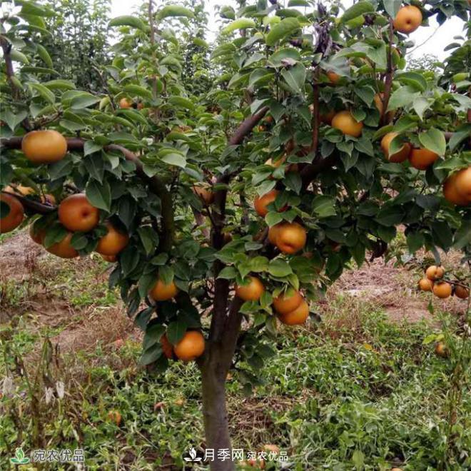 南水北調(diào)有機(jī)寶盈蜜梨，南陽淅川特產(chǎn)水果批發(fā)(圖2)