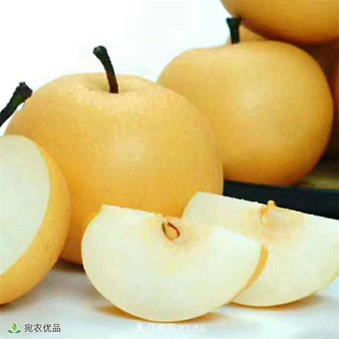 南水北調(diào)有機(jī)寶盈蜜梨，南陽淅川特產(chǎn)水果批發(fā)(圖4)